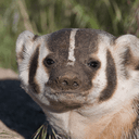 Badgur Varn